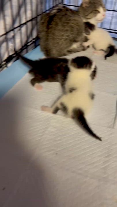 Enlarge Anita and babies (urgent foster needed), a Adoptable American Shorthair video 6/6