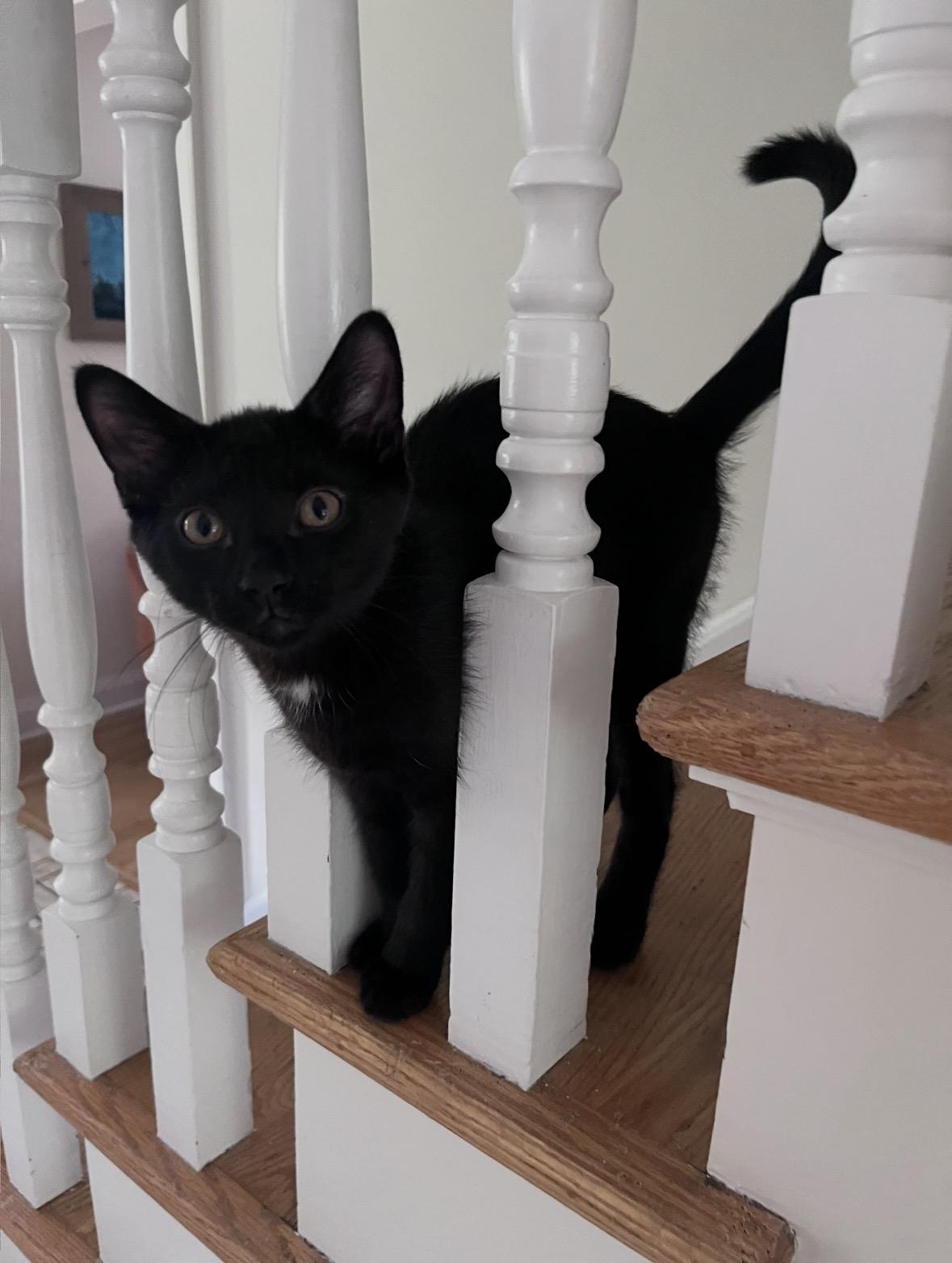 Steve, ADOPTABLE, Young Male Domestic Medium Hair.