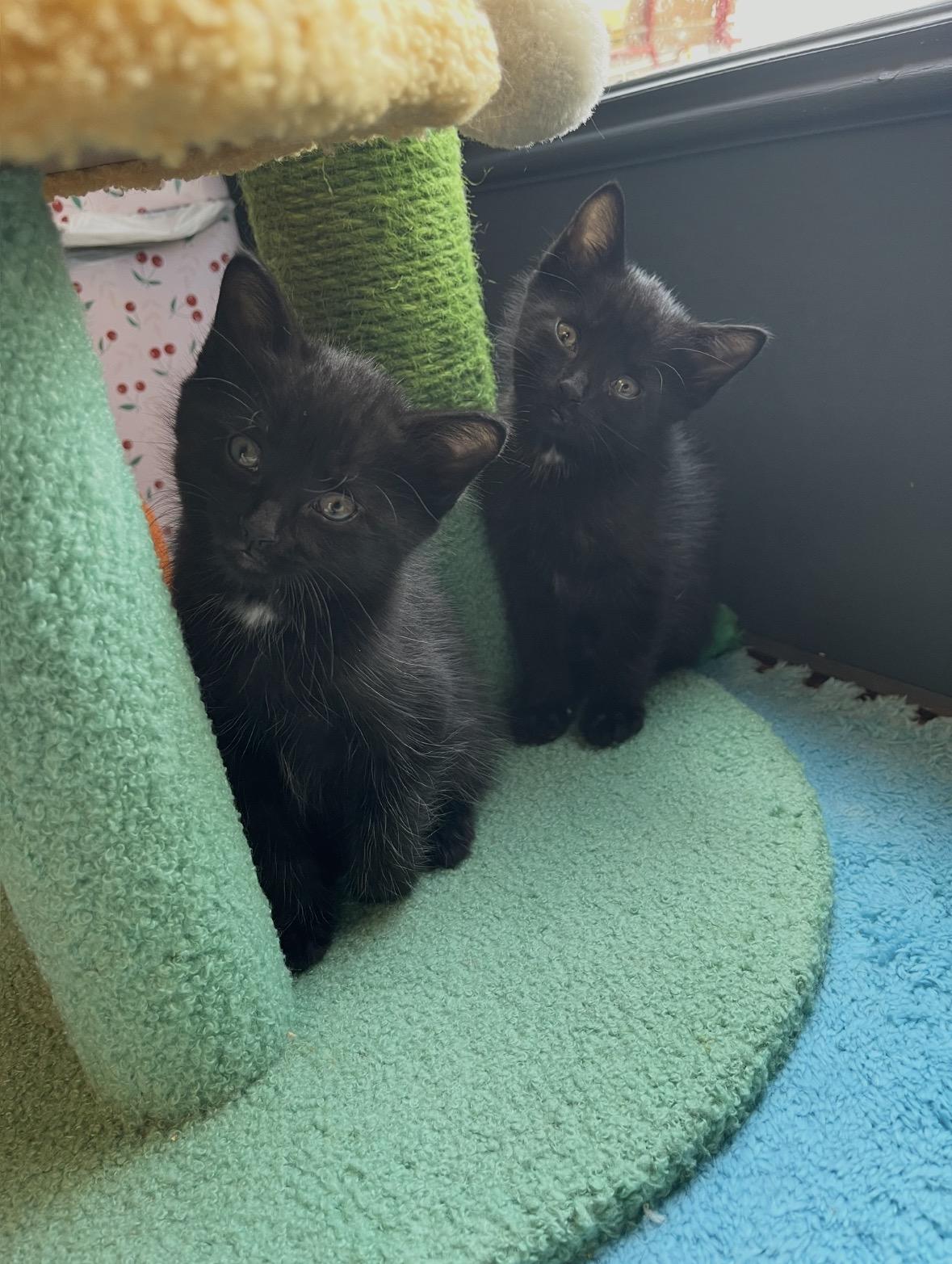 Martin & Steve, a ADOPTABLE Domestic Medium Hair in Stamford, CT image 2/2