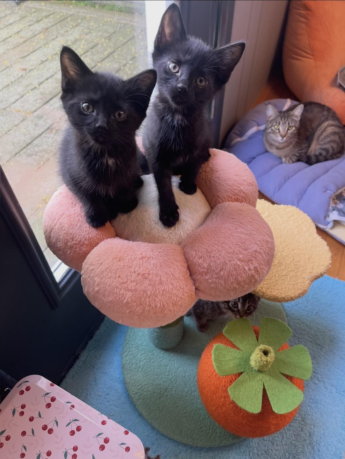 Martin & Steve, a ADOPTABLE Domestic Medium Hair in Stamford, CT image 1/2