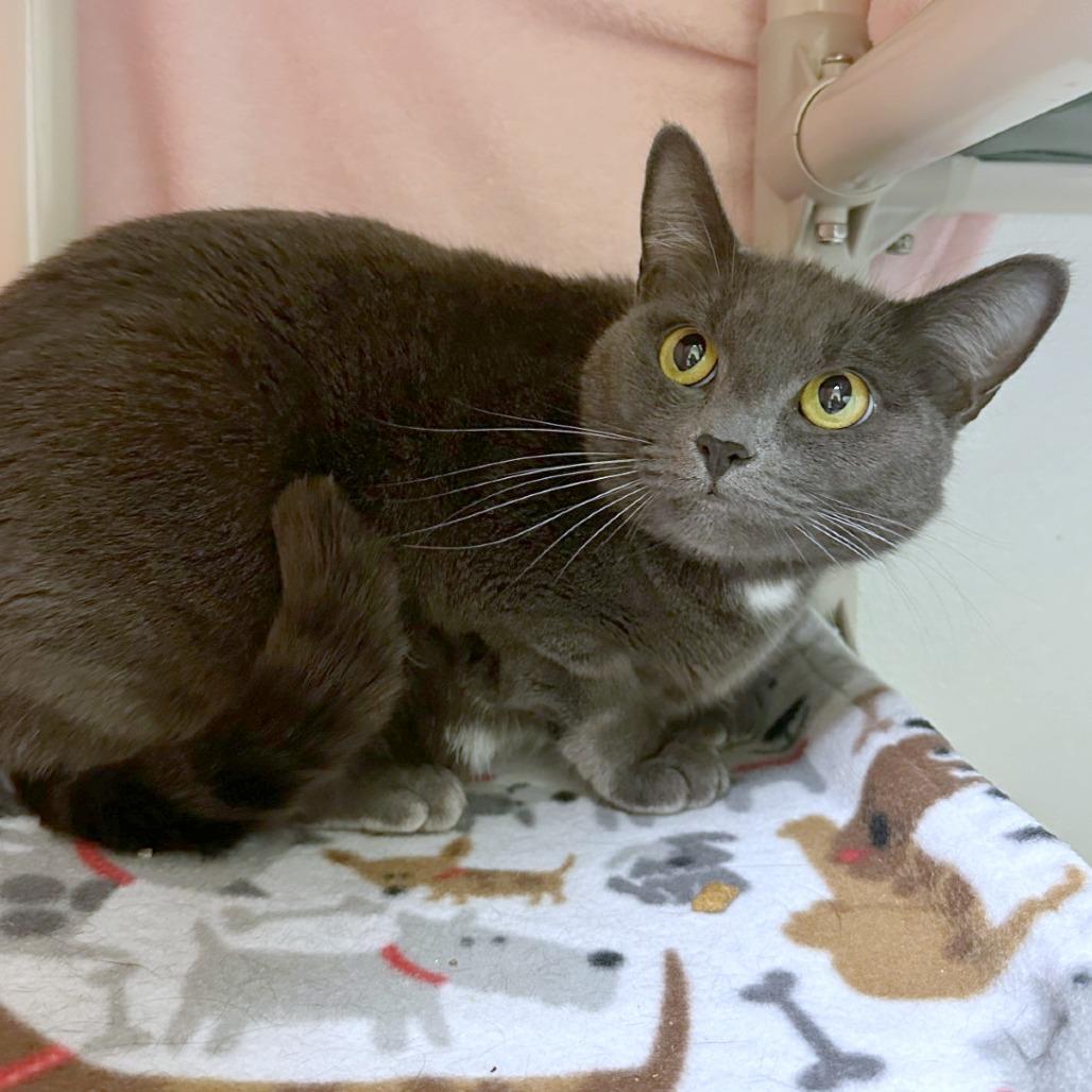 Carol, a Adoptable mixed breed in Woodinville, WA image 4/4