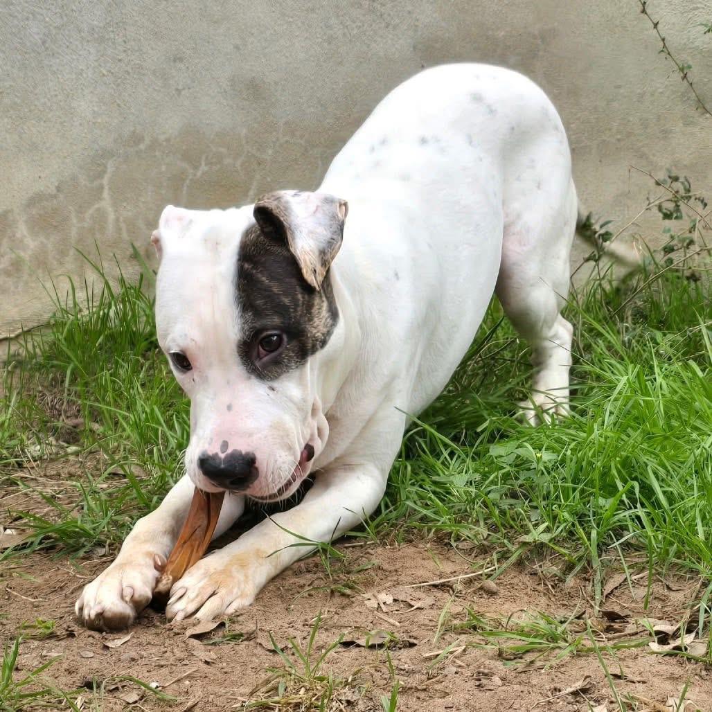 Enlarge Petey, a Adoptable mixed breed in Portland, OR image 6/6