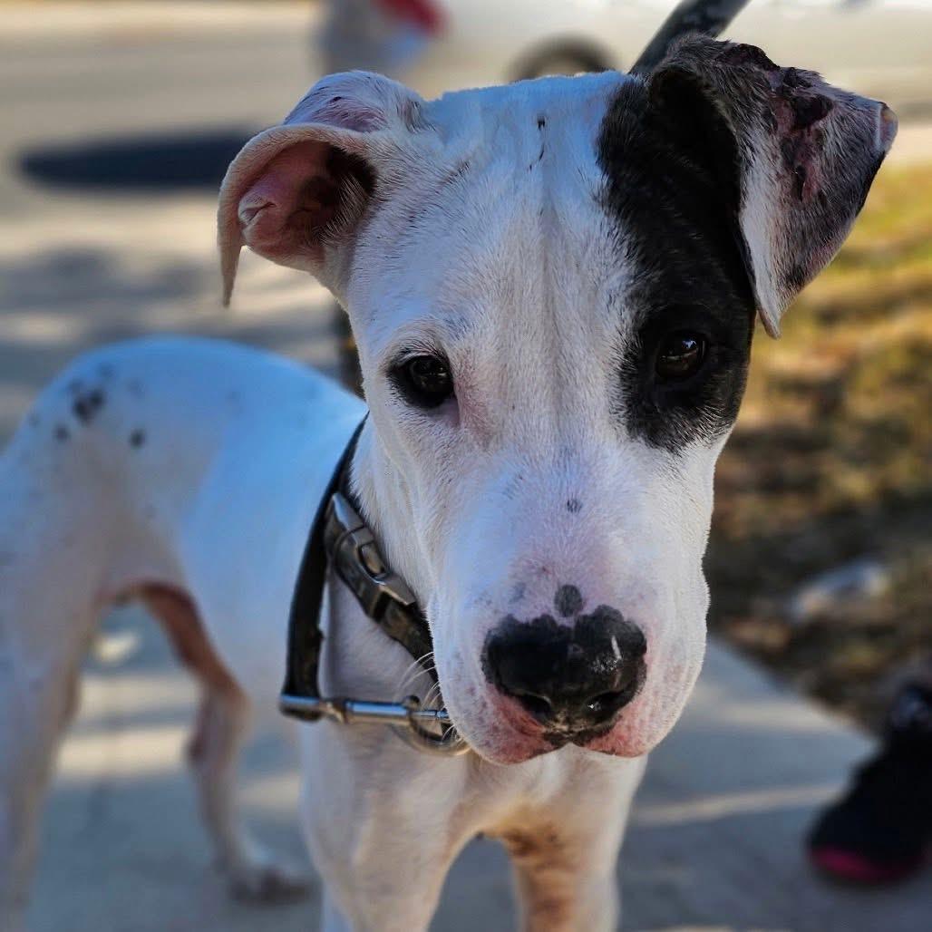 Enlarge Petey, a Adoptable mixed breed in Portland, OR image 5/6