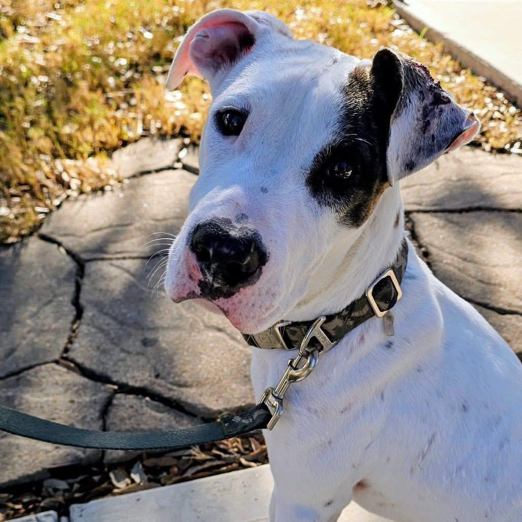 Enlarge Petey, a Adoptable mixed breed in Portland, OR image 1/6