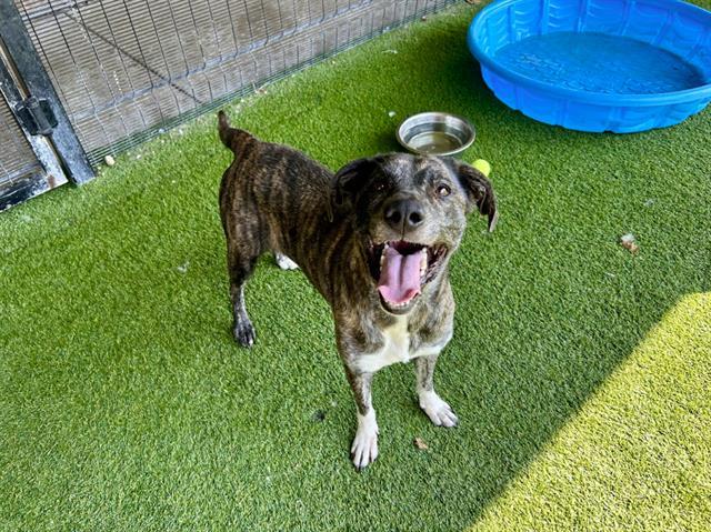 BELLA, Adoptable, Adult Female Plott Hound.