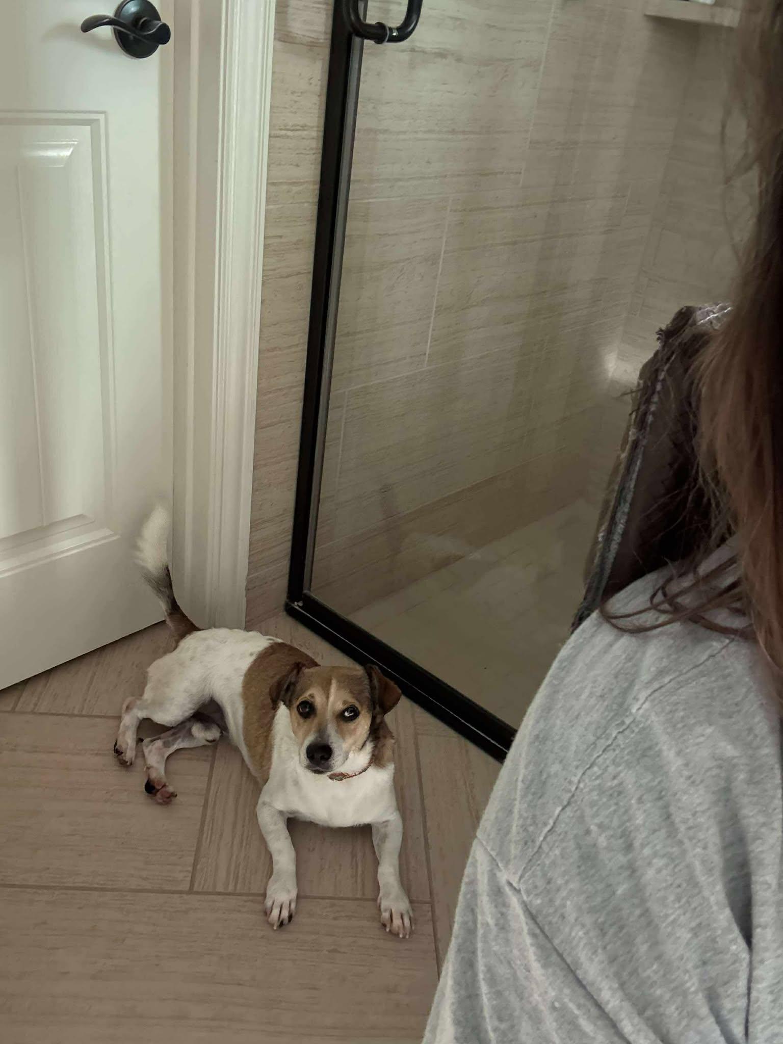 Benito, Adopted, Adult Male Jack Russell Terrier & Corgi.