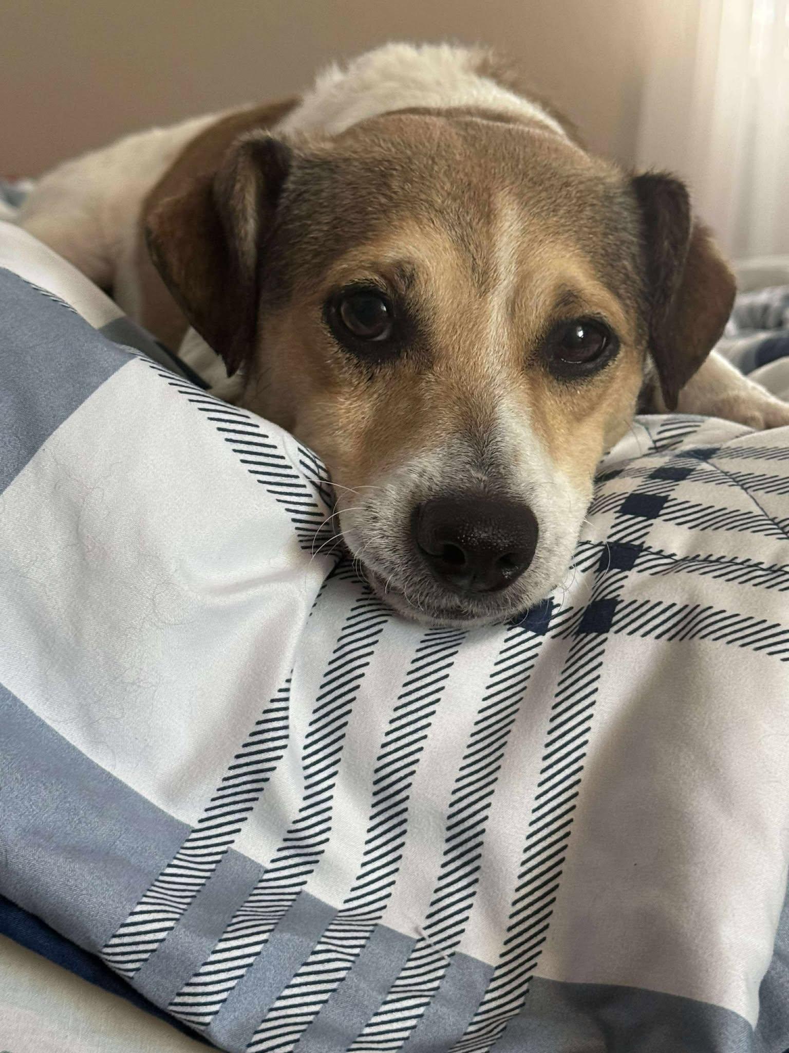 Enlarge Benito, a Adopted mixed breed in West Warwick, RI image 2/3