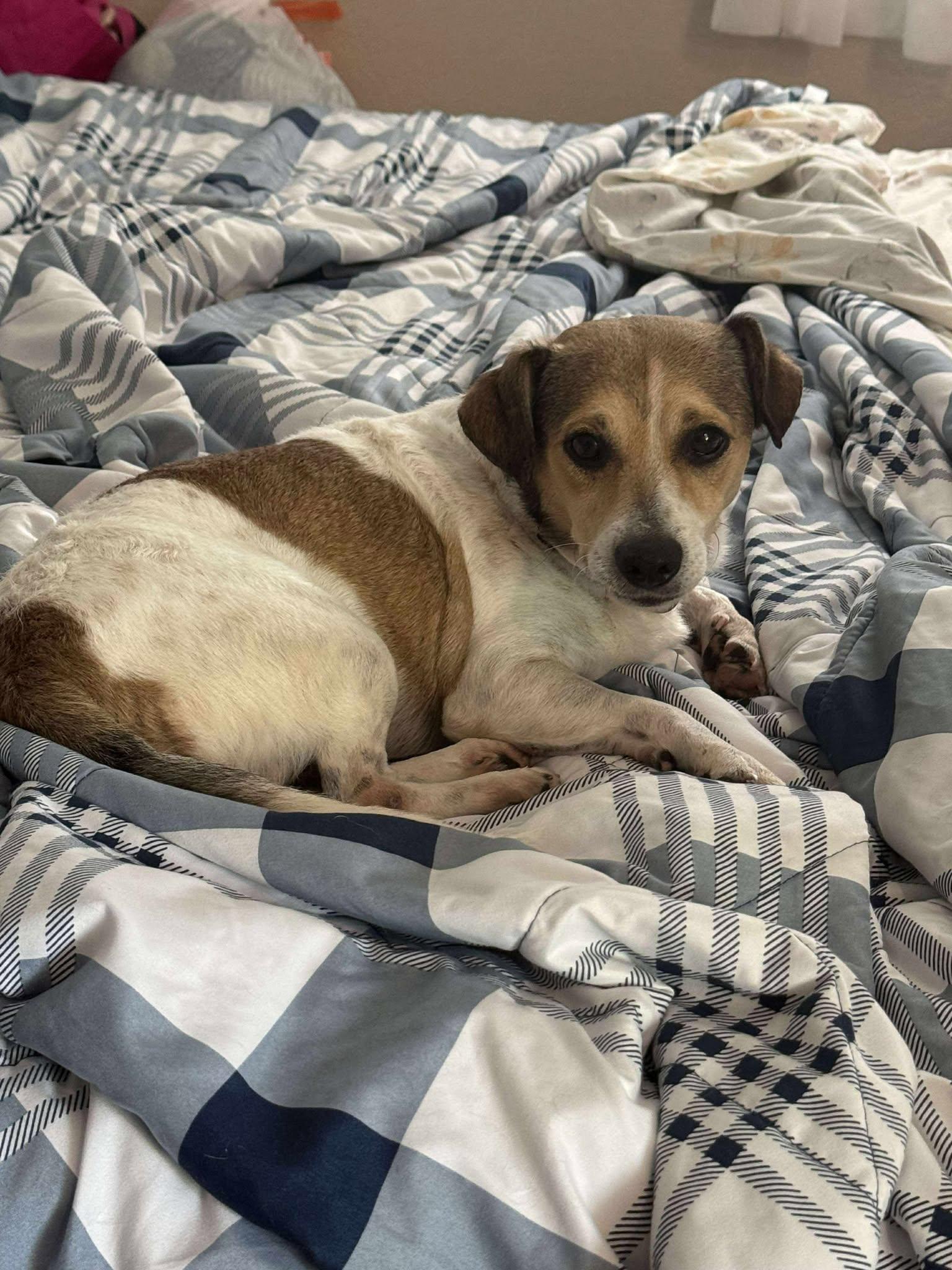 Enlarge Benito, a Adopted mixed breed in West Warwick, RI image 3/3