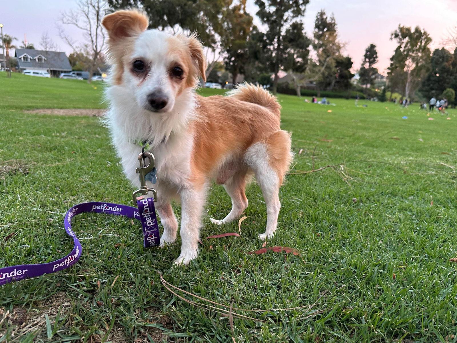 Augie, a Adoptable mixed breed in Orange, CA image 1/3