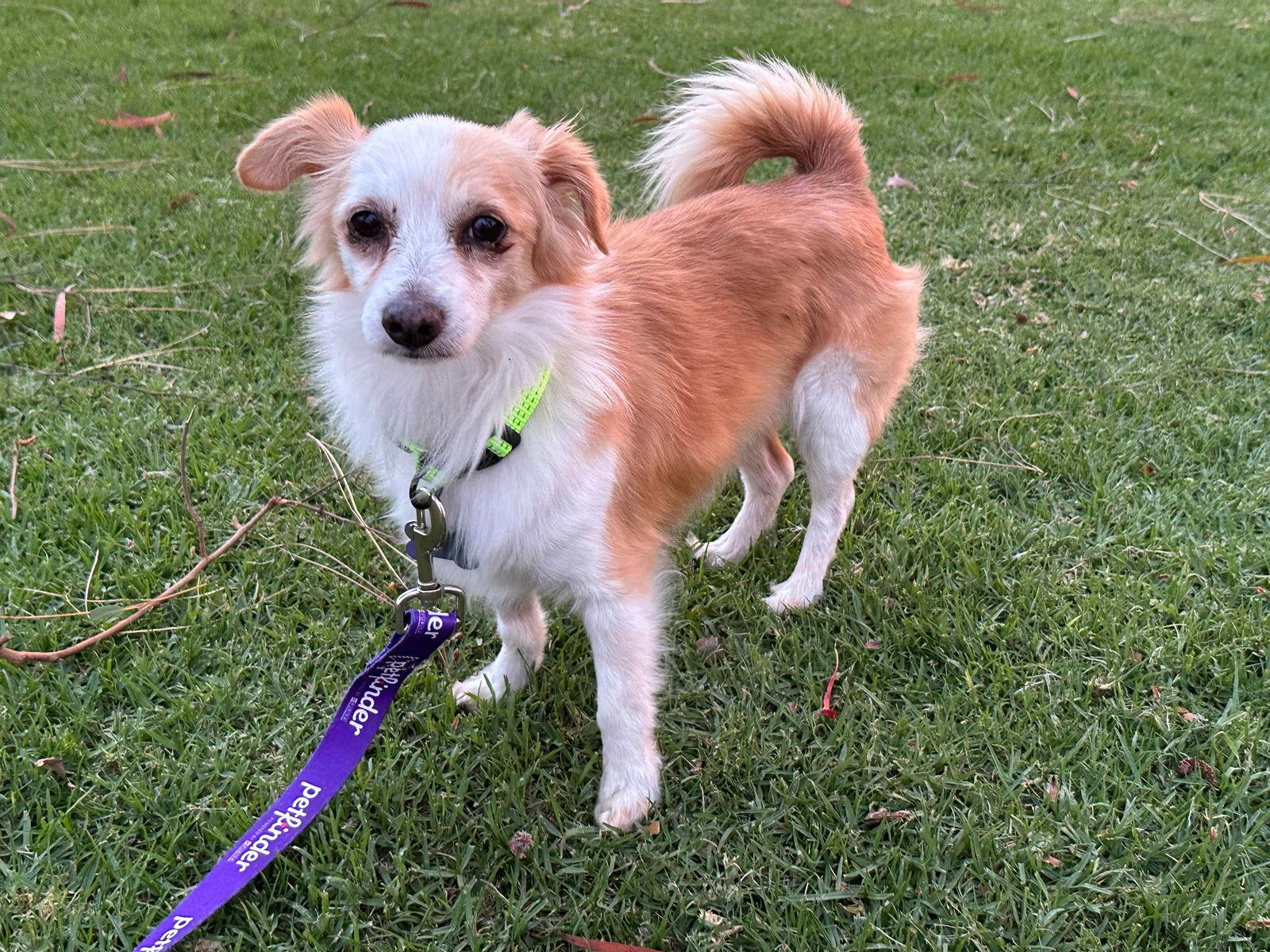 Augie, a Adoptable mixed breed in Orange, CA image 2/3