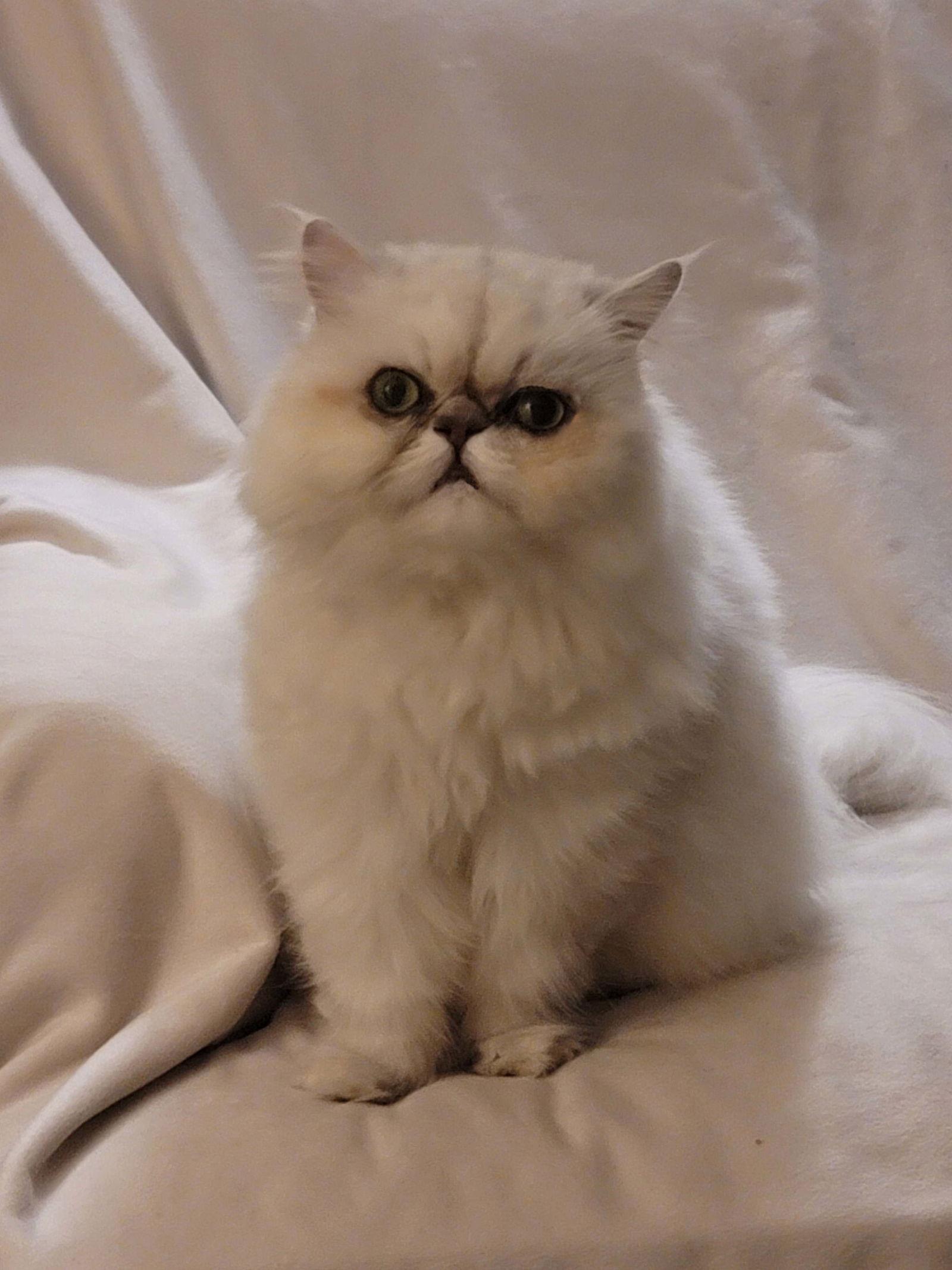 Veronica Grace, Adoptable, Adult Female Persian.