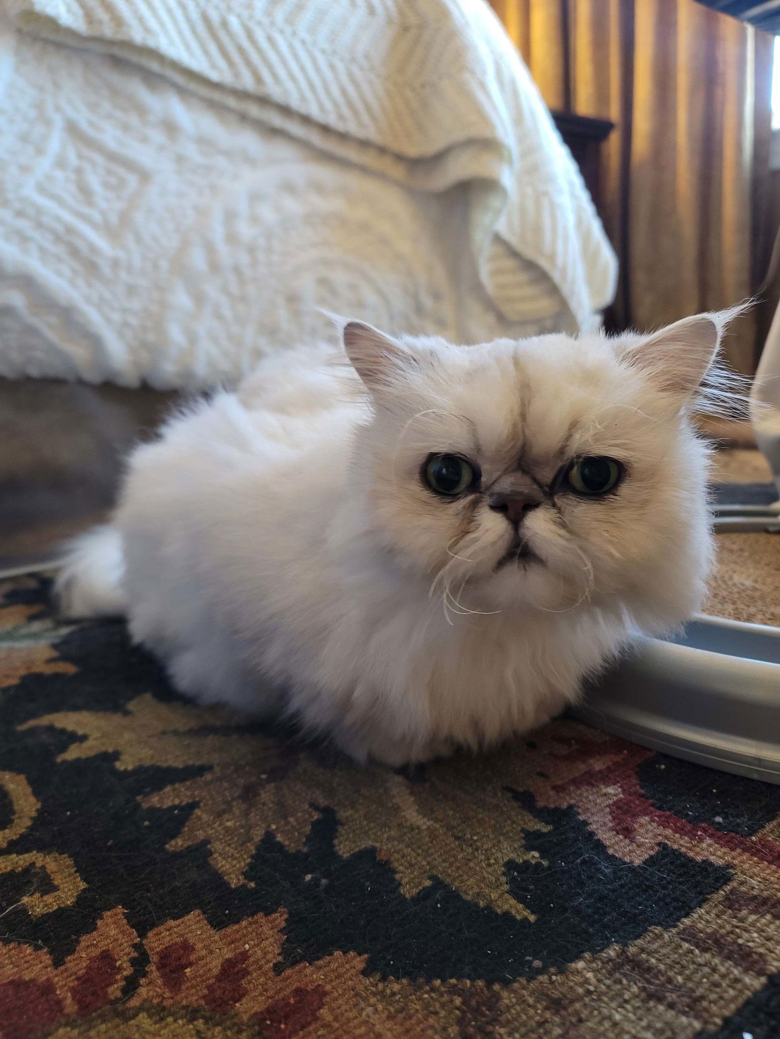 Enlarge Veronica Grace, a Adopted Persian in Nashville, TN image 2/2