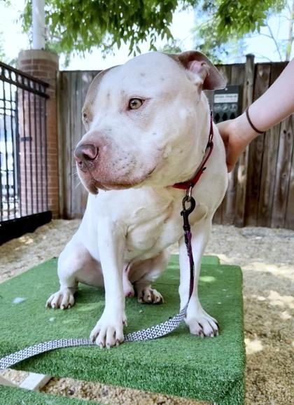 Beefcake Bill, Adoptable, Adult Male Pit Bull Terrier & Mixed Breed.