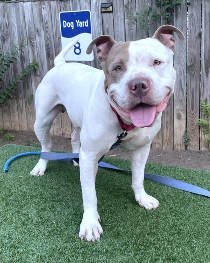 Enlarge Beefcake Bill, a Adoptable mixed breed in Washington, DC image 2/3