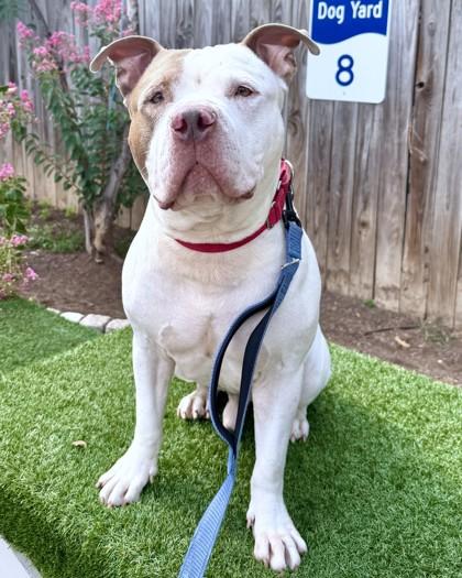 Enlarge Beefcake Bill, a Adoptable mixed breed in Washington, DC image 3/3
