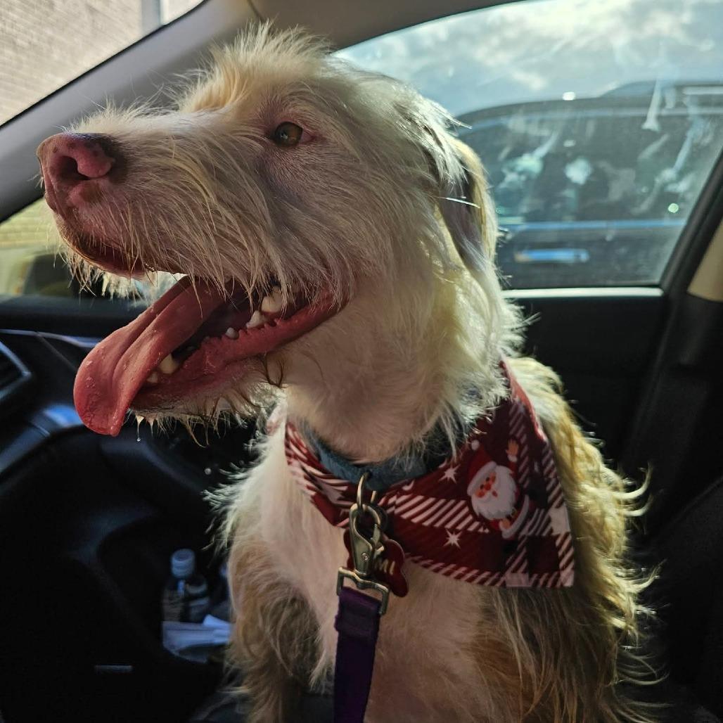 Enlarge Remi, a Adoptable mixed breed in Marion, IL image 2/6