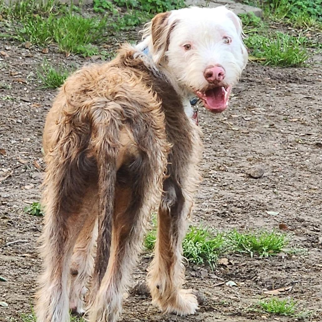 Enlarge Remi, a Adoptable mixed breed in Marion, IL image 4/6