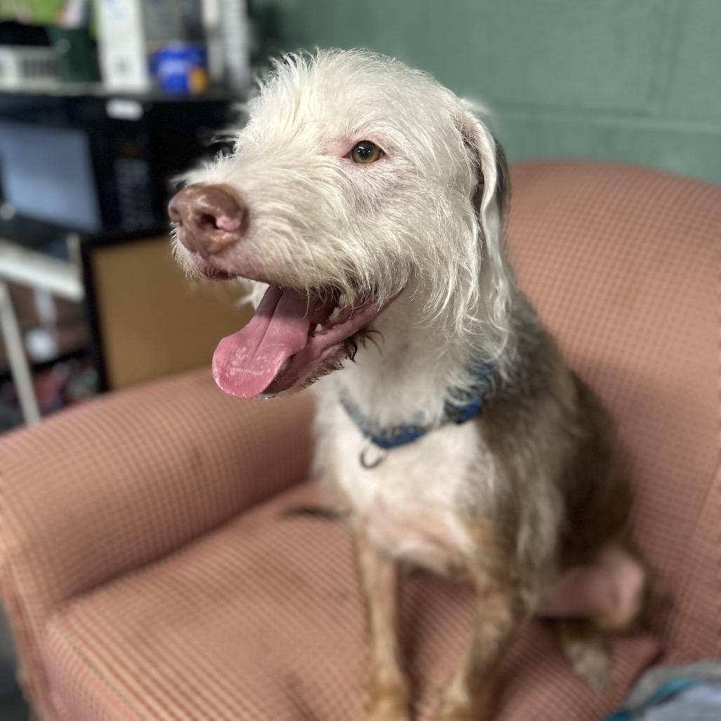Enlarge Remi, a Adoptable mixed breed in Marion, IL image 5/6