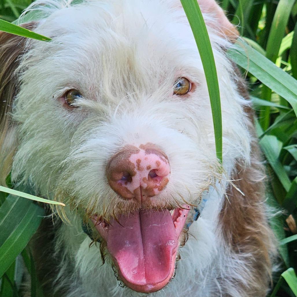 Enlarge Remi, a Adoptable mixed breed in Marion, IL image 6/6