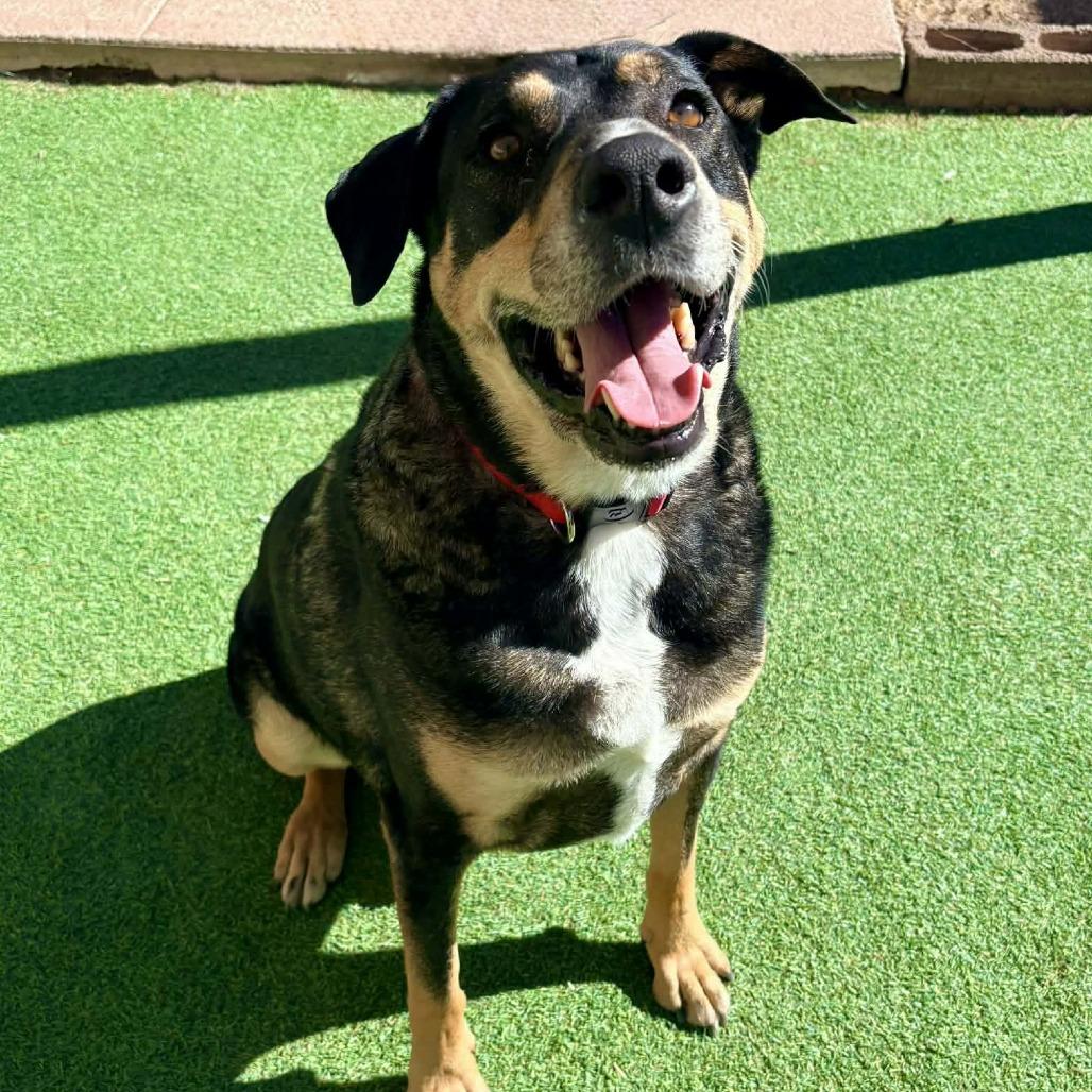 Enlarge Sly - PAWS, a Adoptable mixed breed in Las Cruces, NM image 1/6