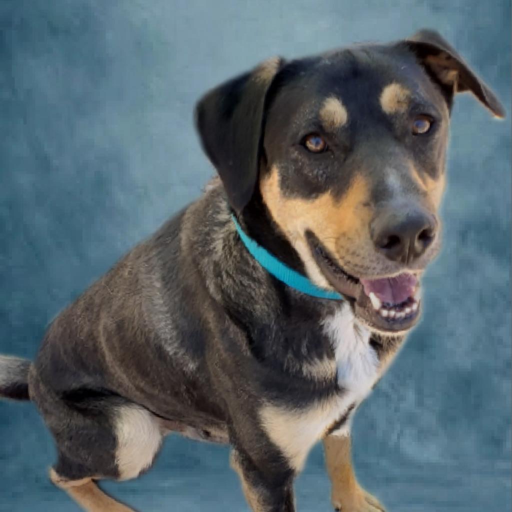 Enlarge Sly - PAWS, a Adoptable mixed breed in Las Cruces, NM image 1/4