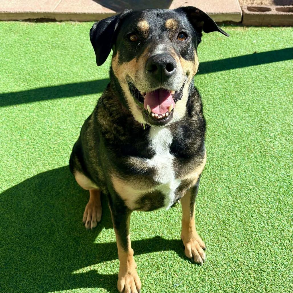 Enlarge Sly - PAWS, a Adoptable mixed breed in Las Cruces, NM image 3/6