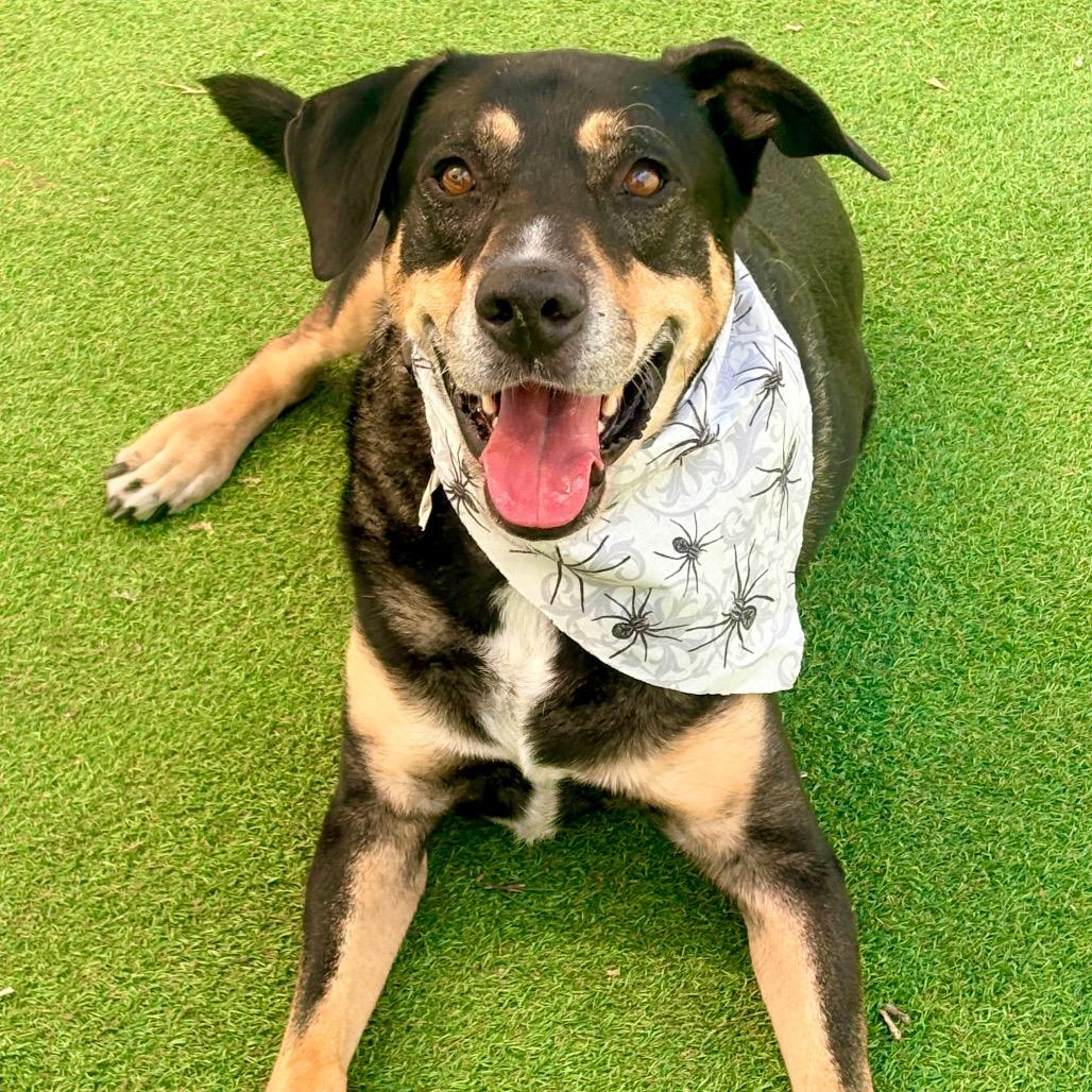 Enlarge Sly - PAWS, a Adoptable mixed breed in Las Cruces, NM image 3/6