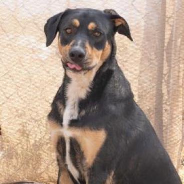 Enlarge Sly - PAWS, a Adoptable mixed breed in Las Cruces, NM image 2/4