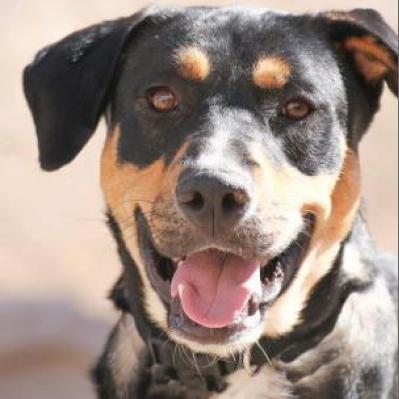 Enlarge Sly - PAWS, a Adoptable mixed breed in Las Cruces, NM image 3/4
