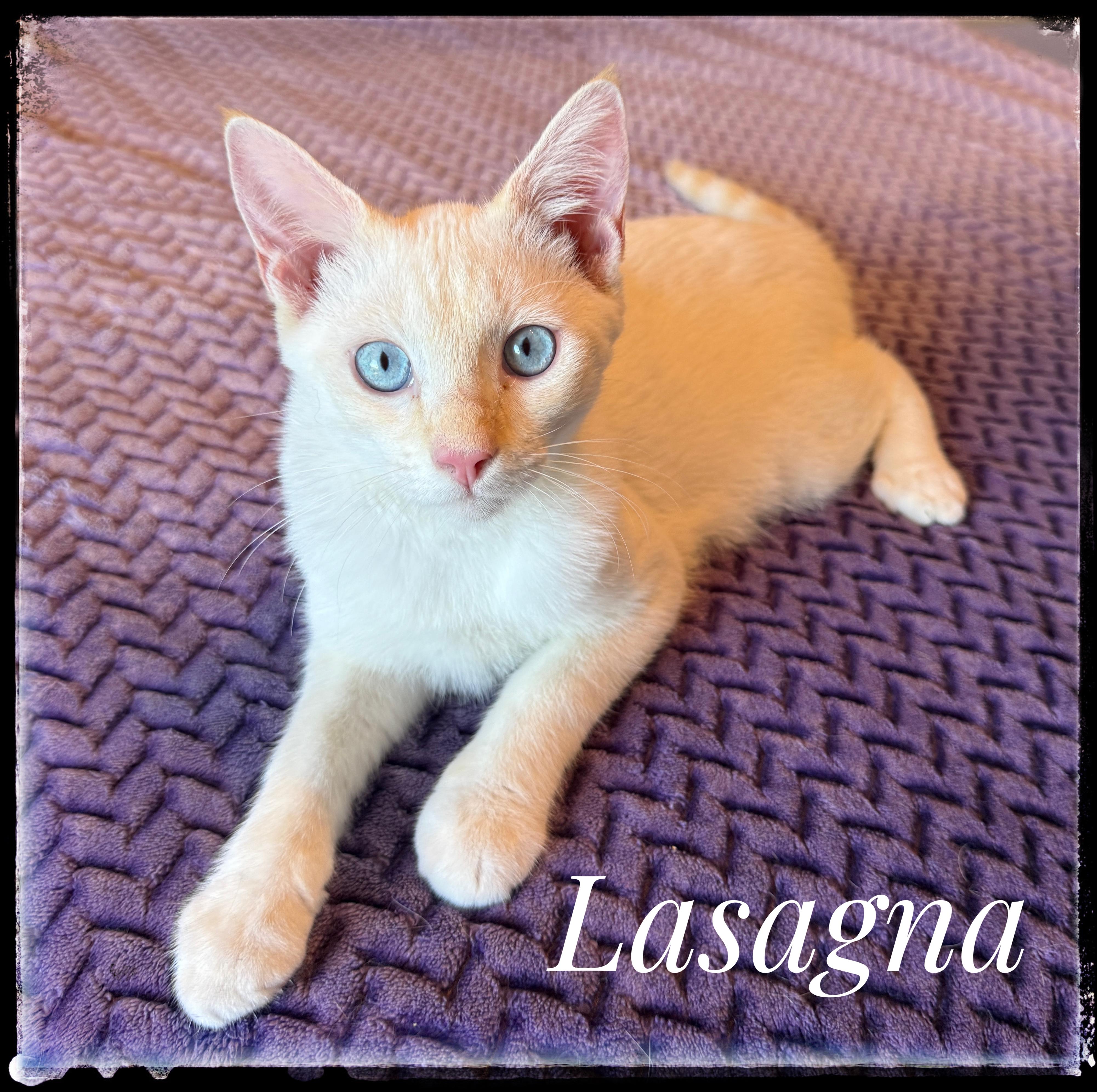 Enlarge Lasagna, a Adoptable Siamese in El Cajon, CA image 1/1