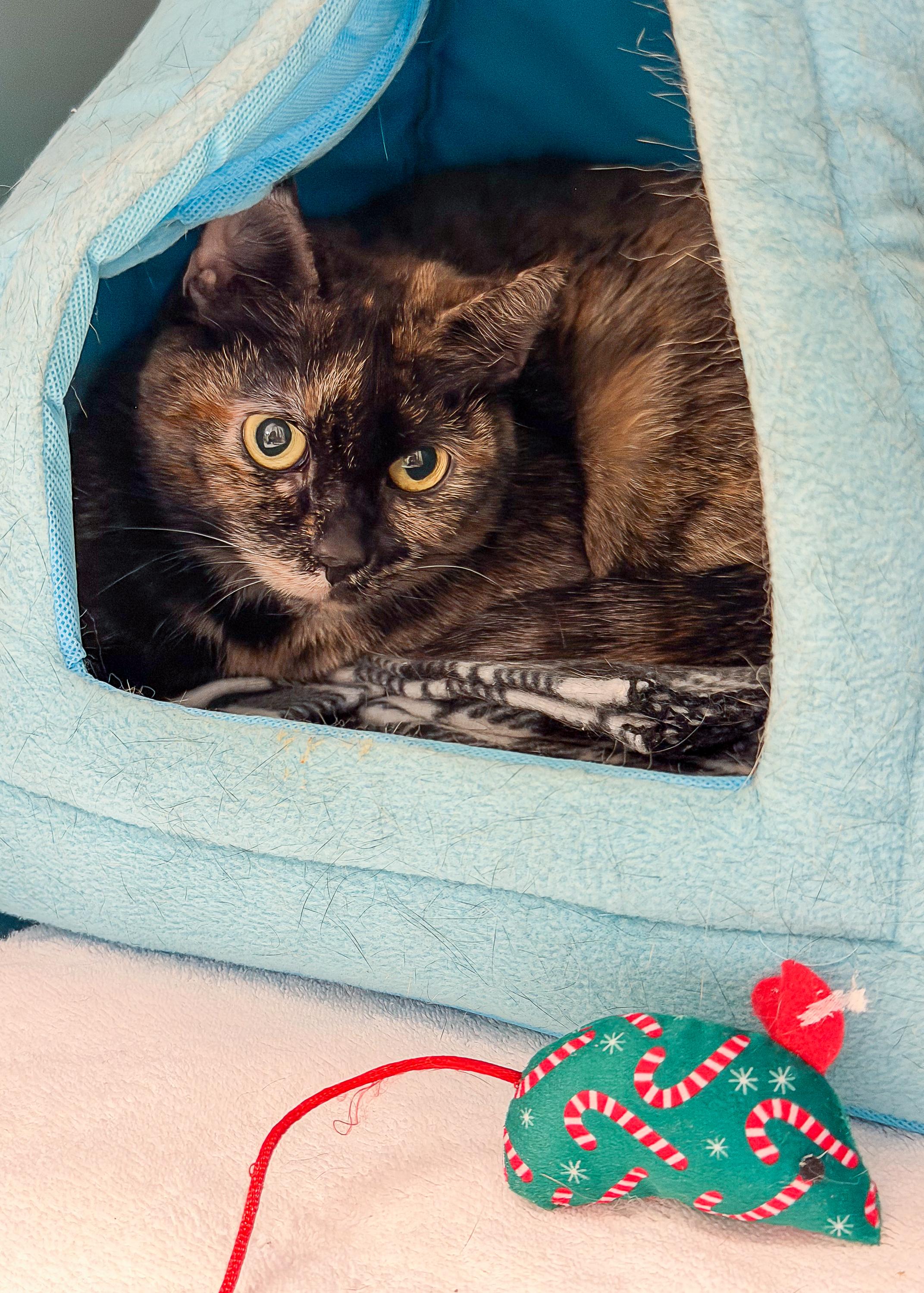 Enlarge Kim, an adopted American Shorthair in Scituate, MA image 4/4