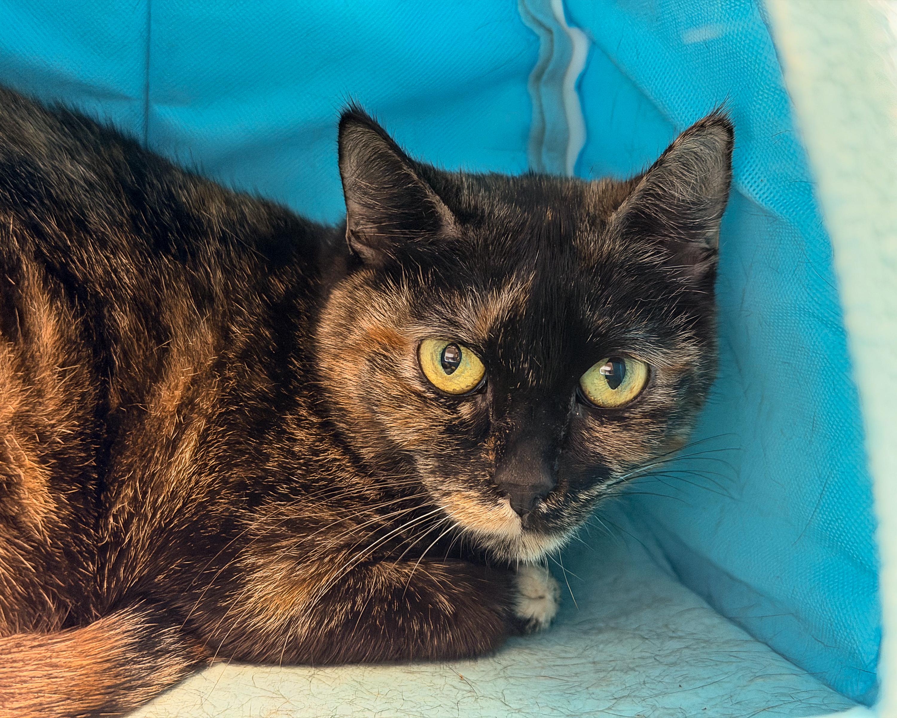 Kim, a ADOPTABLE American Shorthair in Scituate, MA image 1/2