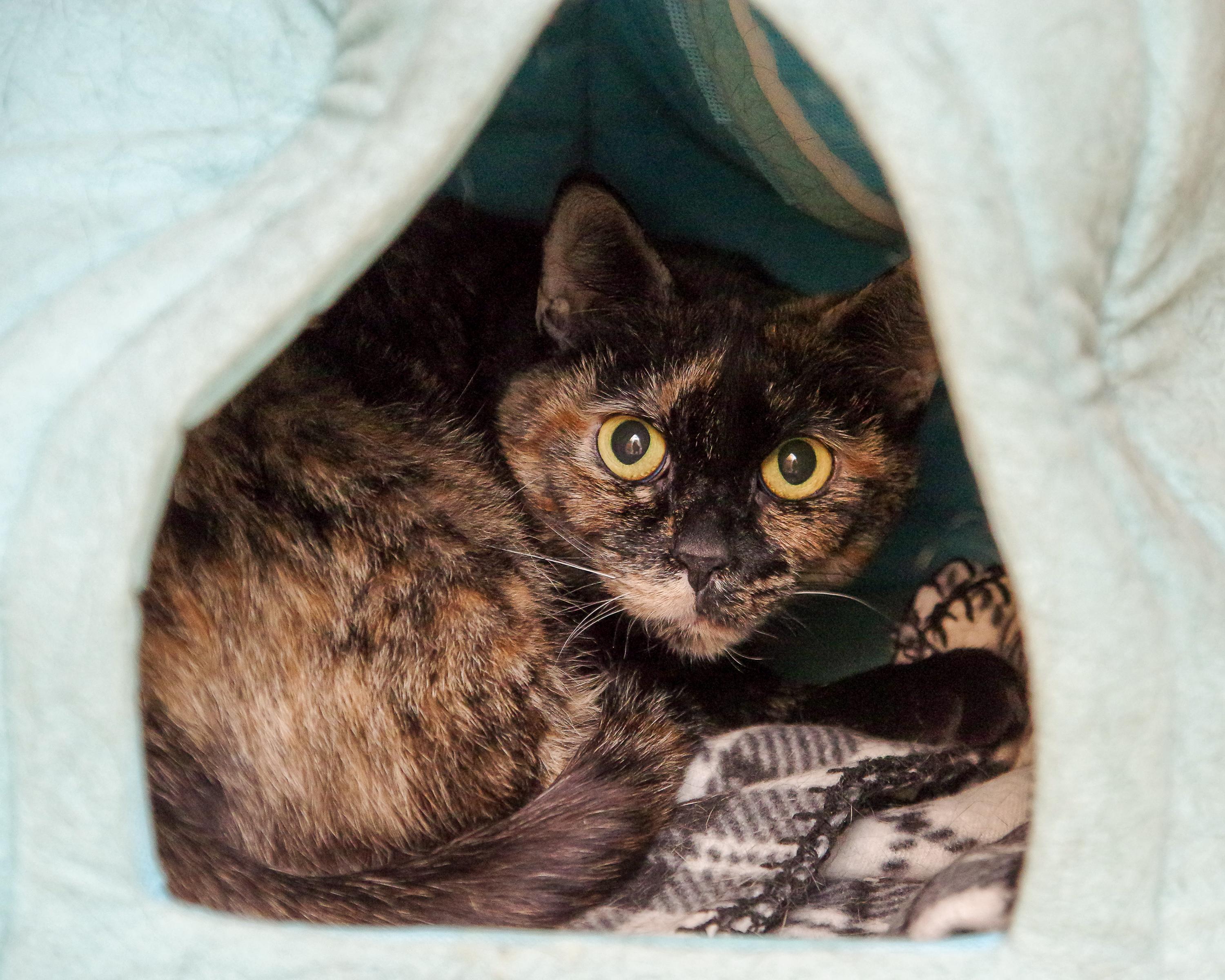 Enlarge Kim, an adopted American Shorthair in Scituate, MA image 2/4