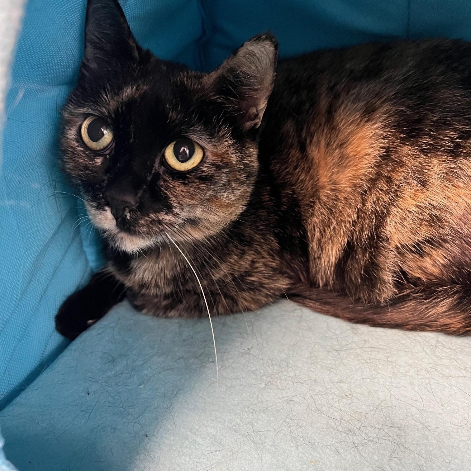 Kim, a ADOPTABLE American Shorthair in Scituate, MA image 2/2