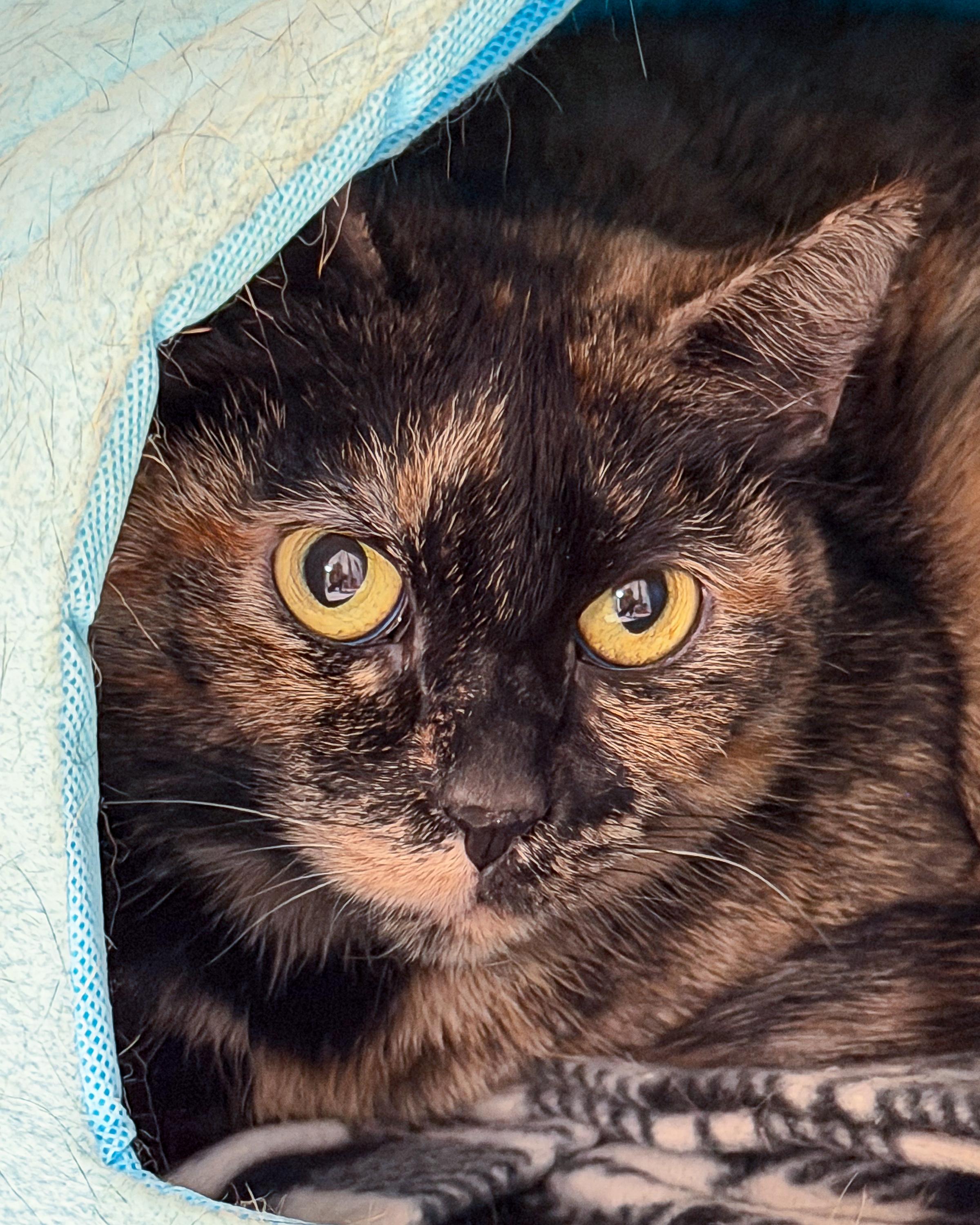 Enlarge Kim, an adopted American Shorthair in Scituate, MA image 1/4