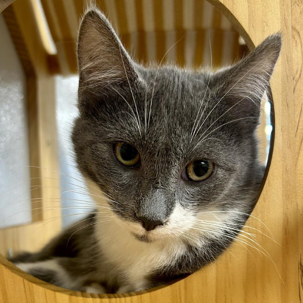 Husker, Adoptable, Young Male Domestic Short Hair.