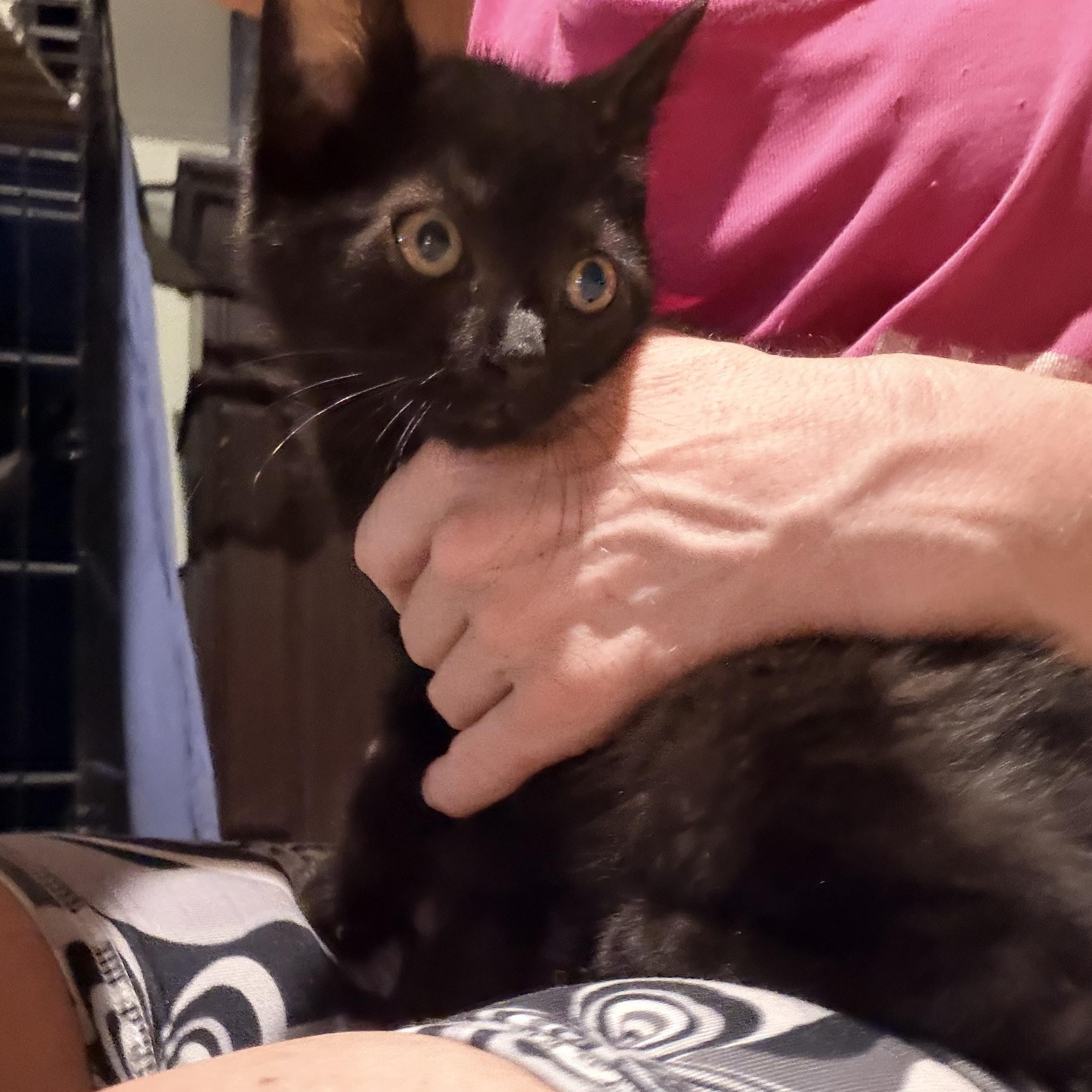 Enlarge Cookie Monster, an adopted Abyssinian in Newark valley, NY image 1/4