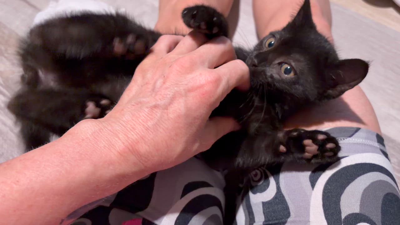 Enlarge Cookie Monster, an adopted Abyssinian in Newark valley, NY video 3/4