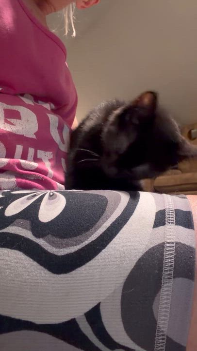 Enlarge Cookie Monster, an adopted Abyssinian in Newark valley, NY video 4/4