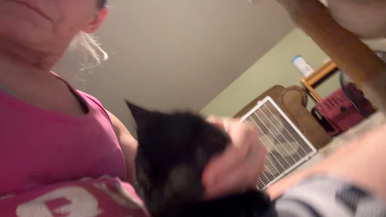 Enlarge Cookie Monster, an adopted Abyssinian in Newark valley, NY video 2/4