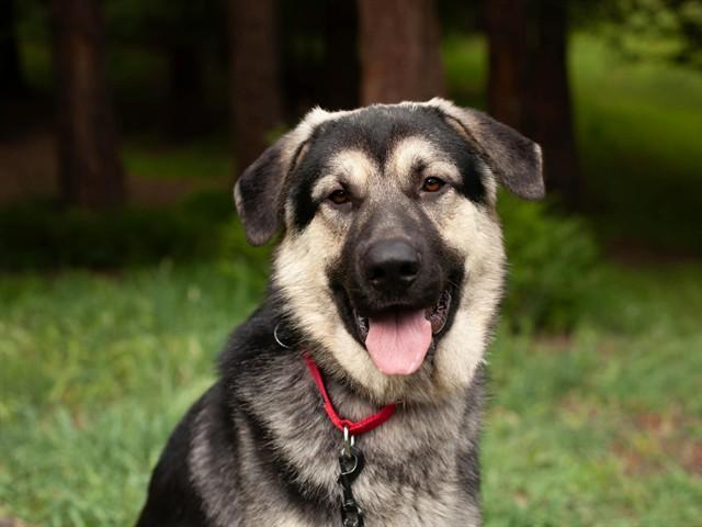 HANS, Adoptable, Adult Male German Shepherd Dog & Mixed Breed.