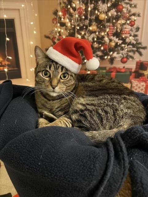 Enlarge PUDDING, a Adoptable Domestic Short Hair in Clinton Township, MI image 1/1