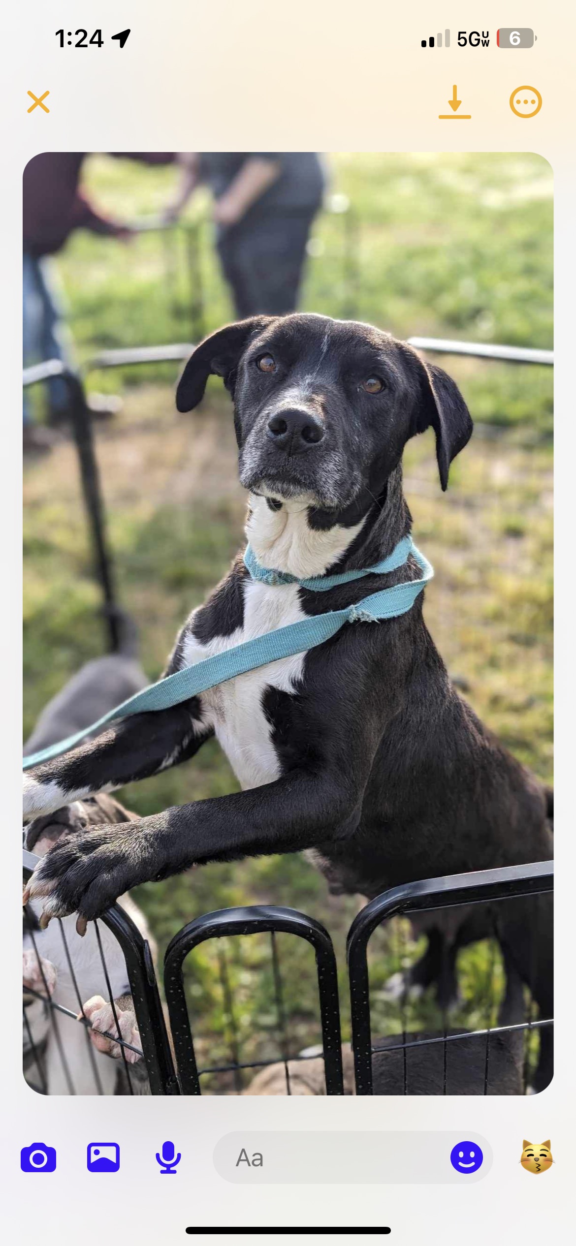Panda, Adopted, Adult Female American Staffordshire Terrier & Labrador Retriever.