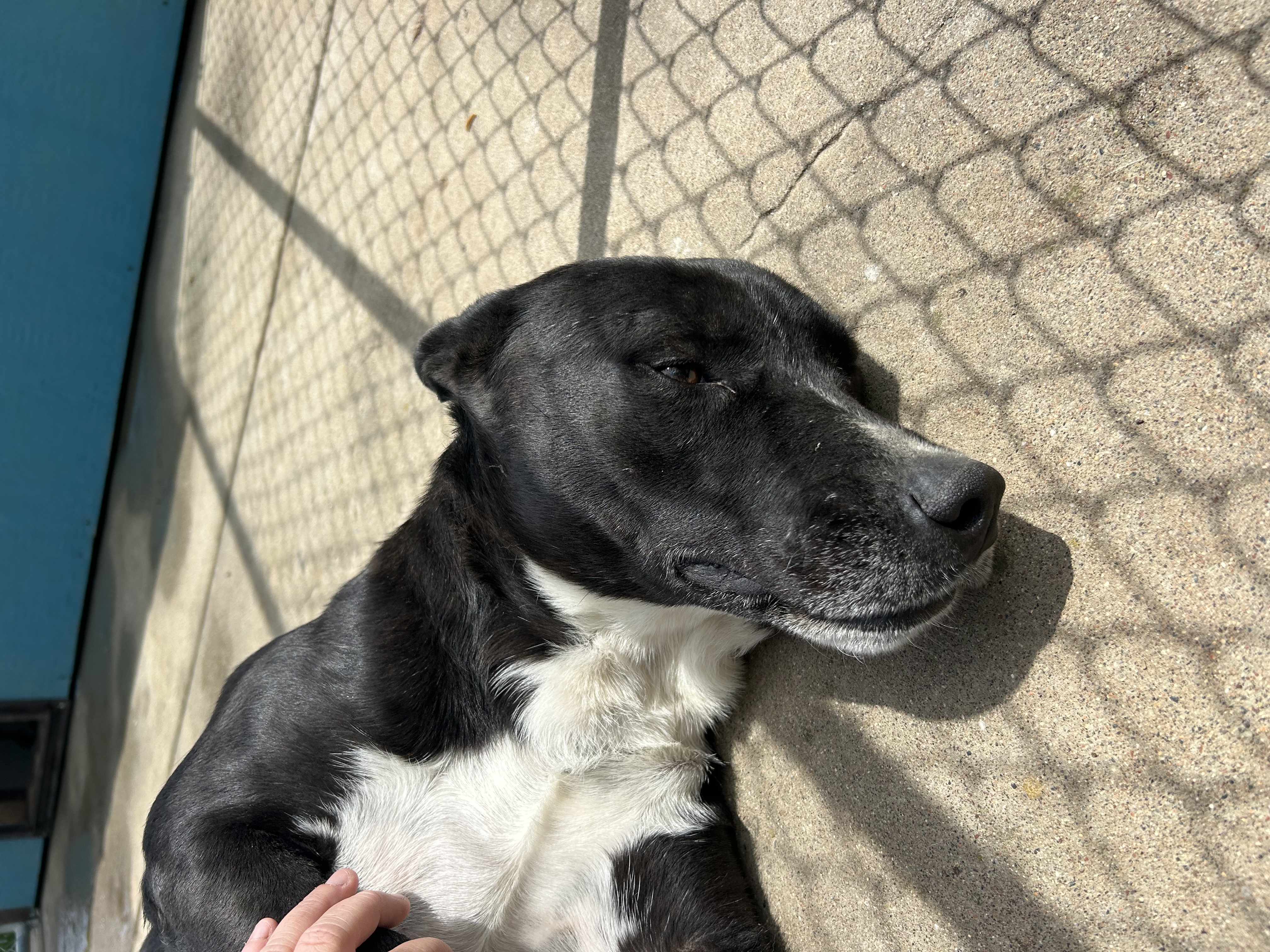 Enlarge Panda, a Adopted mixed breed in Herald, CA image 2/2