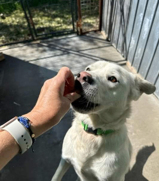 Enlarge Sosa, a Adoptable mixed breed in Denison, TX image 2/6