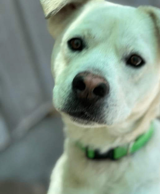 Enlarge Sosa, a Adoptable mixed breed in Denison, TX image 1/6