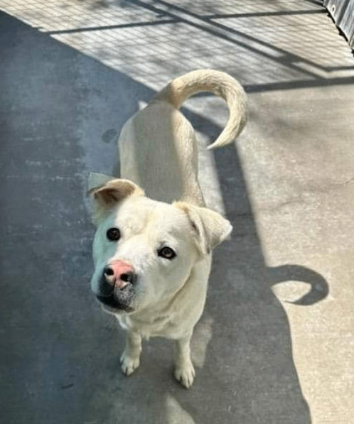 Enlarge Sosa, a Adoptable mixed breed in Denison, TX image 3/6