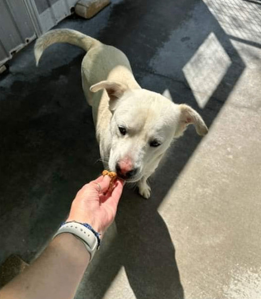 Enlarge Sosa, a Adoptable mixed breed in Denison, TX image 4/6