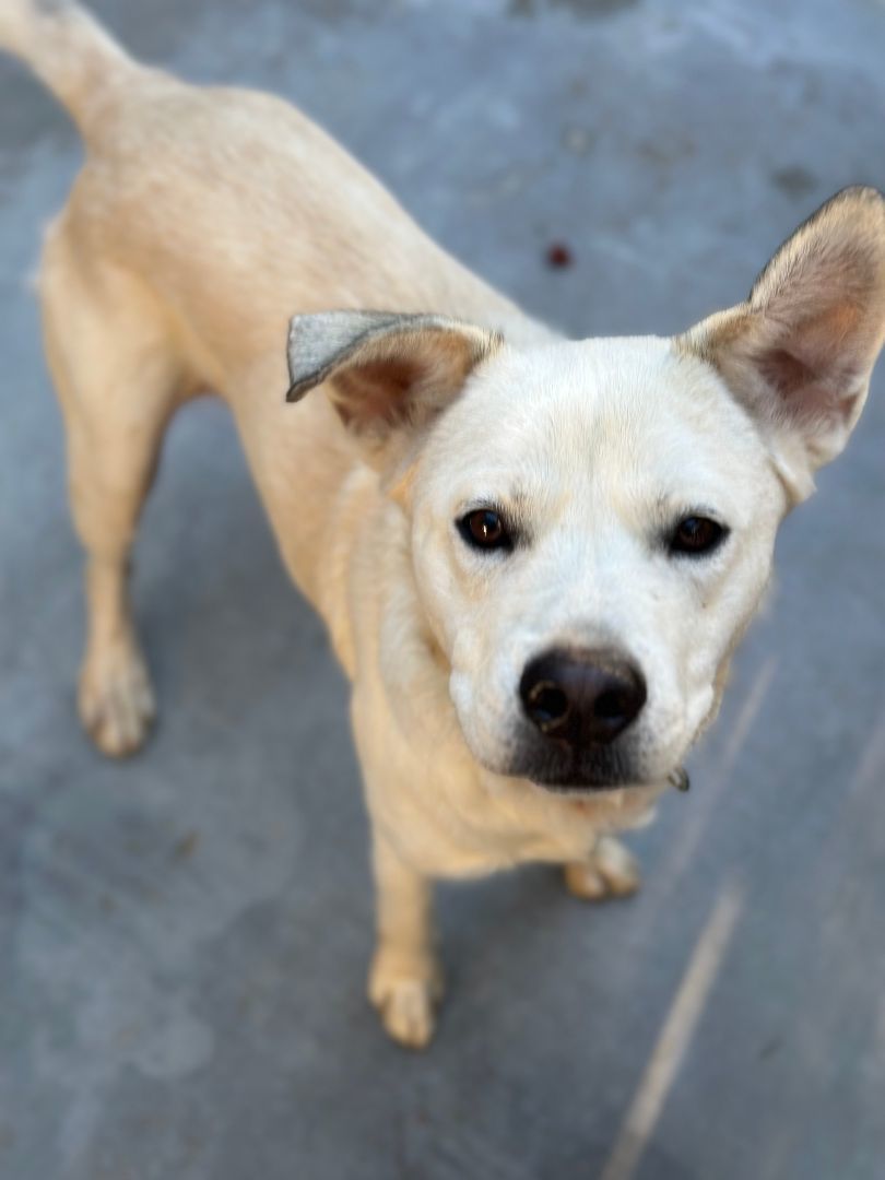 Enlarge Sosa, a Adoptable mixed breed in Denison, TX image 5/6