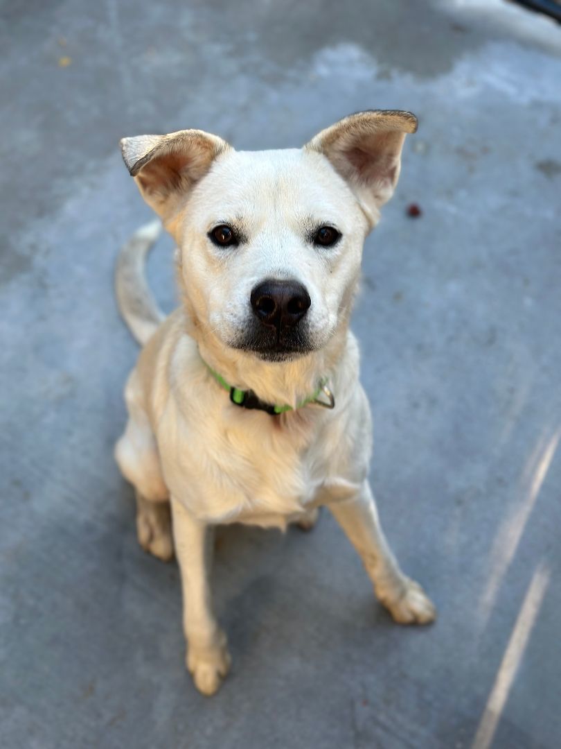 Enlarge Sosa, a Adoptable mixed breed in Denison, TX image 6/6